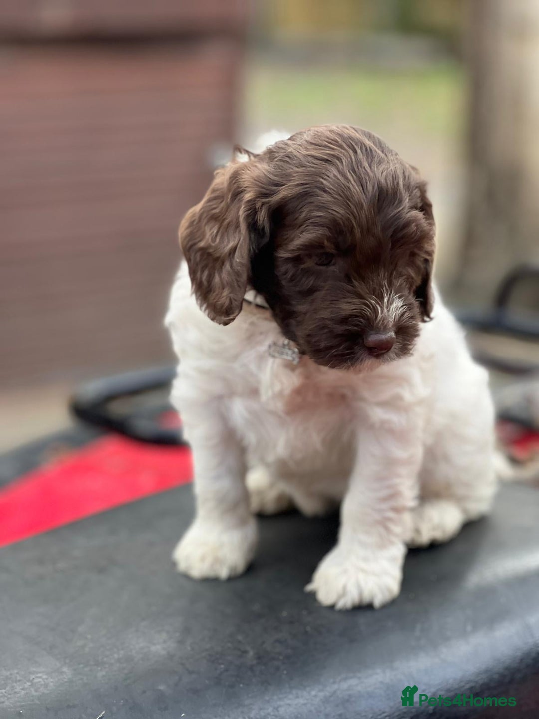 Cockapoo dogs for sale: 11 beautiful pups some very rare colours  - Image 6