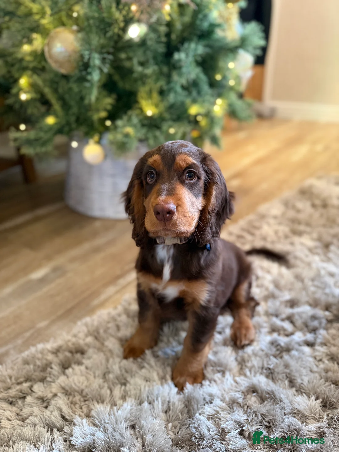 Cocker Spaniel dogs for sale: Cocker Spaniel Puppy - Rolo  - Advert 11