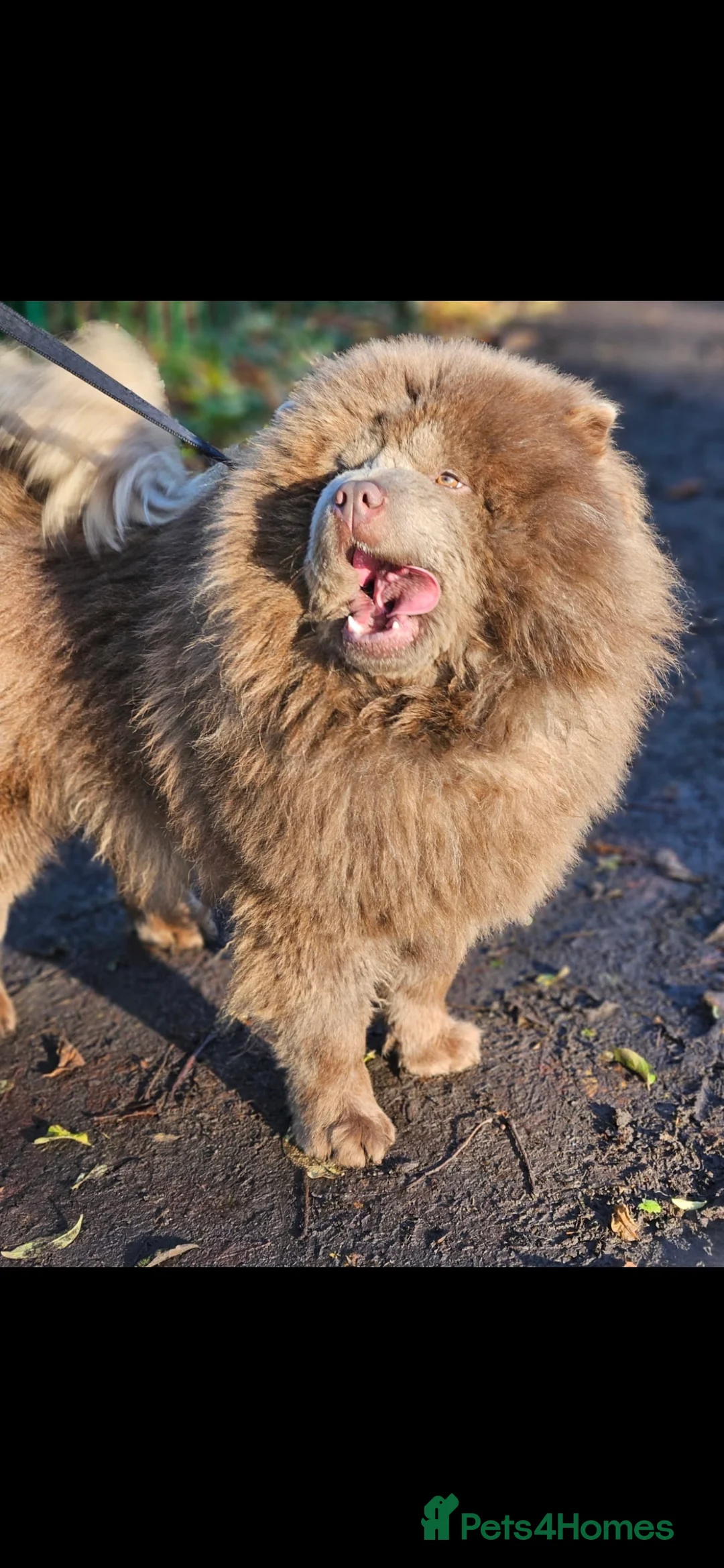 Chow Chow dogs for stud: lilac chow chow stud in Bury - Advert 2