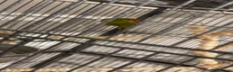Parakeets birds for sale: Kakirikis - Advert 4