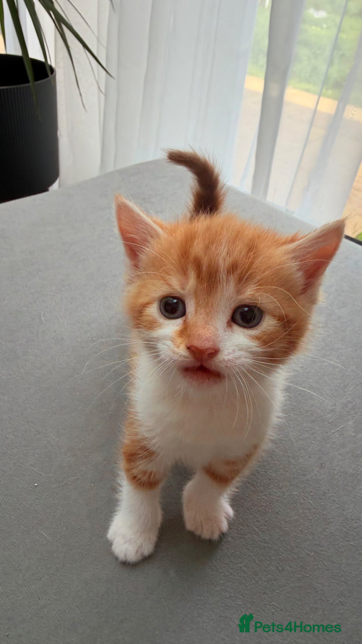 Mixed Breed cats for sale: Stunning and very playfull kittens - Advert 6