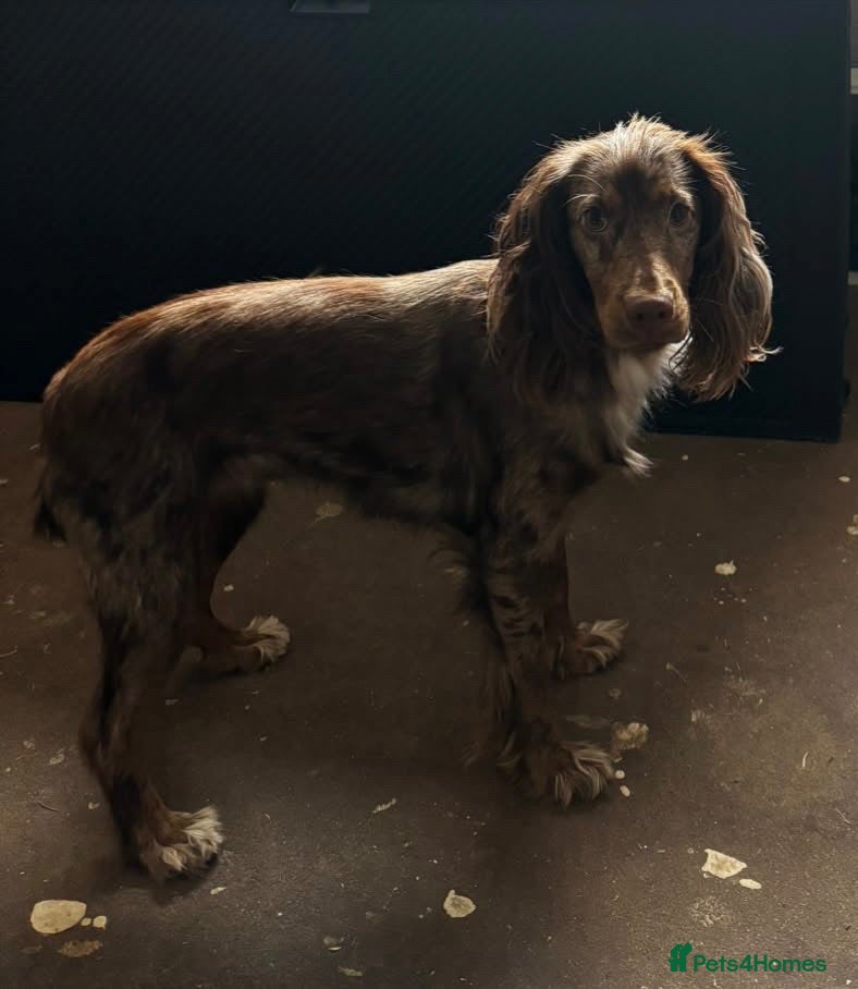 Cocker Spaniel dogs Rehoming our special girl read for more info - Advert 2
