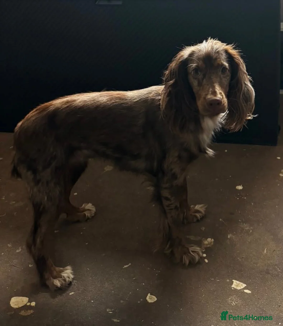 Cocker Spaniel dogs for sale: Rehoming our special girl read for more info - Advert 1