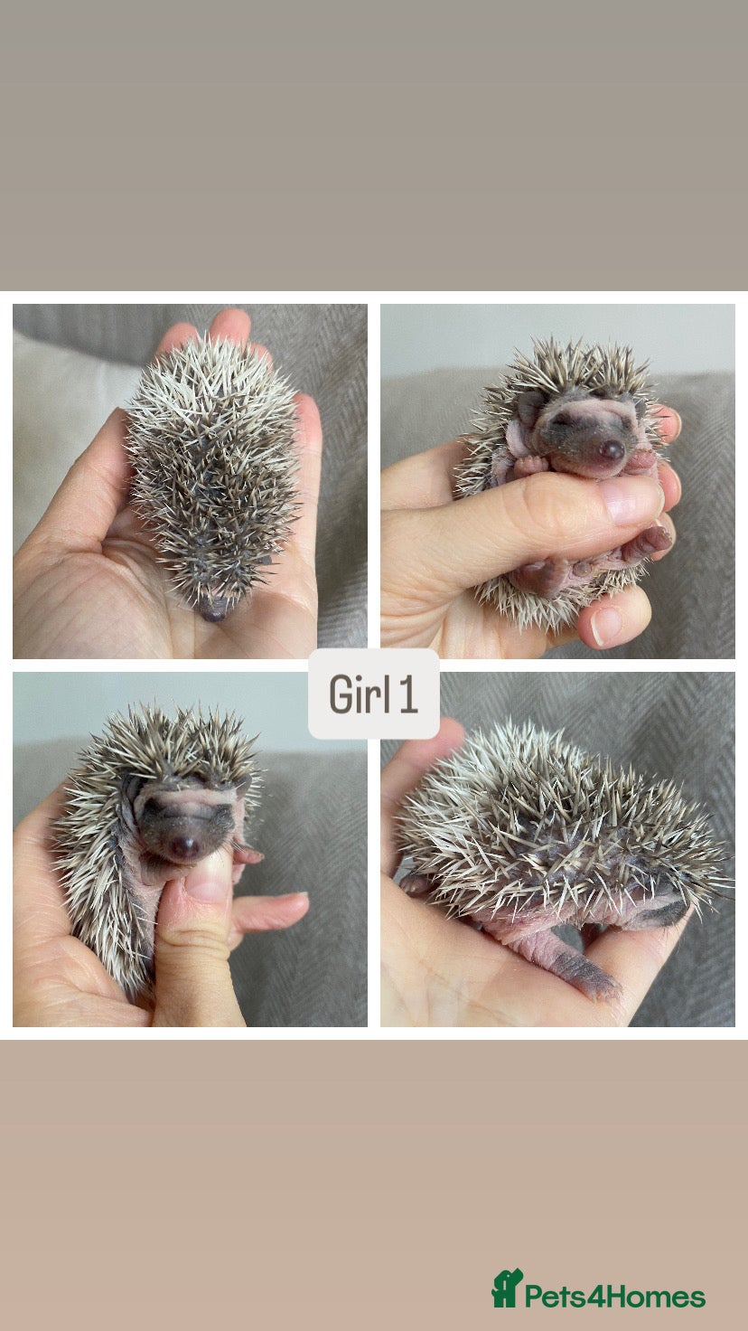 Pygmy Hedgehog rodents Beautiful Pygmy Hedgehogs  - Advert 4