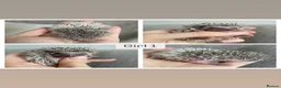 Pygmy Hedgehog rodents for sale: Beautiful Pygmy Hedgehogs  - Advert 3