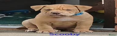 Scooby 