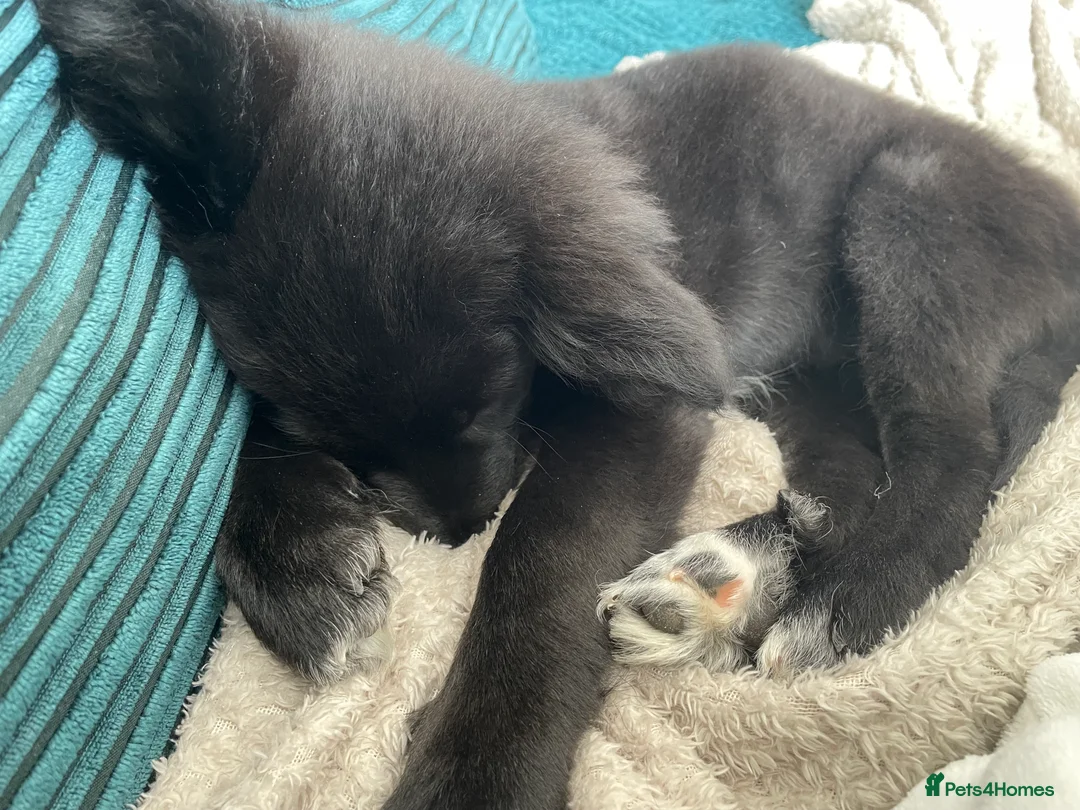 Mixed Breed dogs for sale: Beautiful girl  - Advert 13