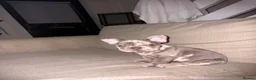 French Bulldog dogs for sale: Beautiful KC Registered Merle French Bulldog  - Advert 6