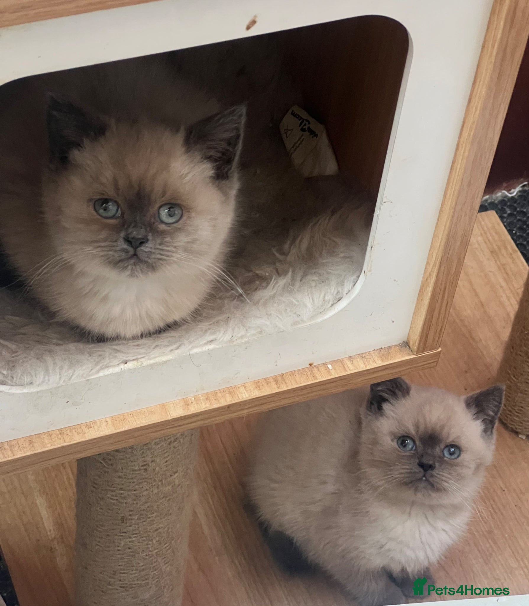 British Shorthair cats  British short hair blue colourpoints  - Advert 1