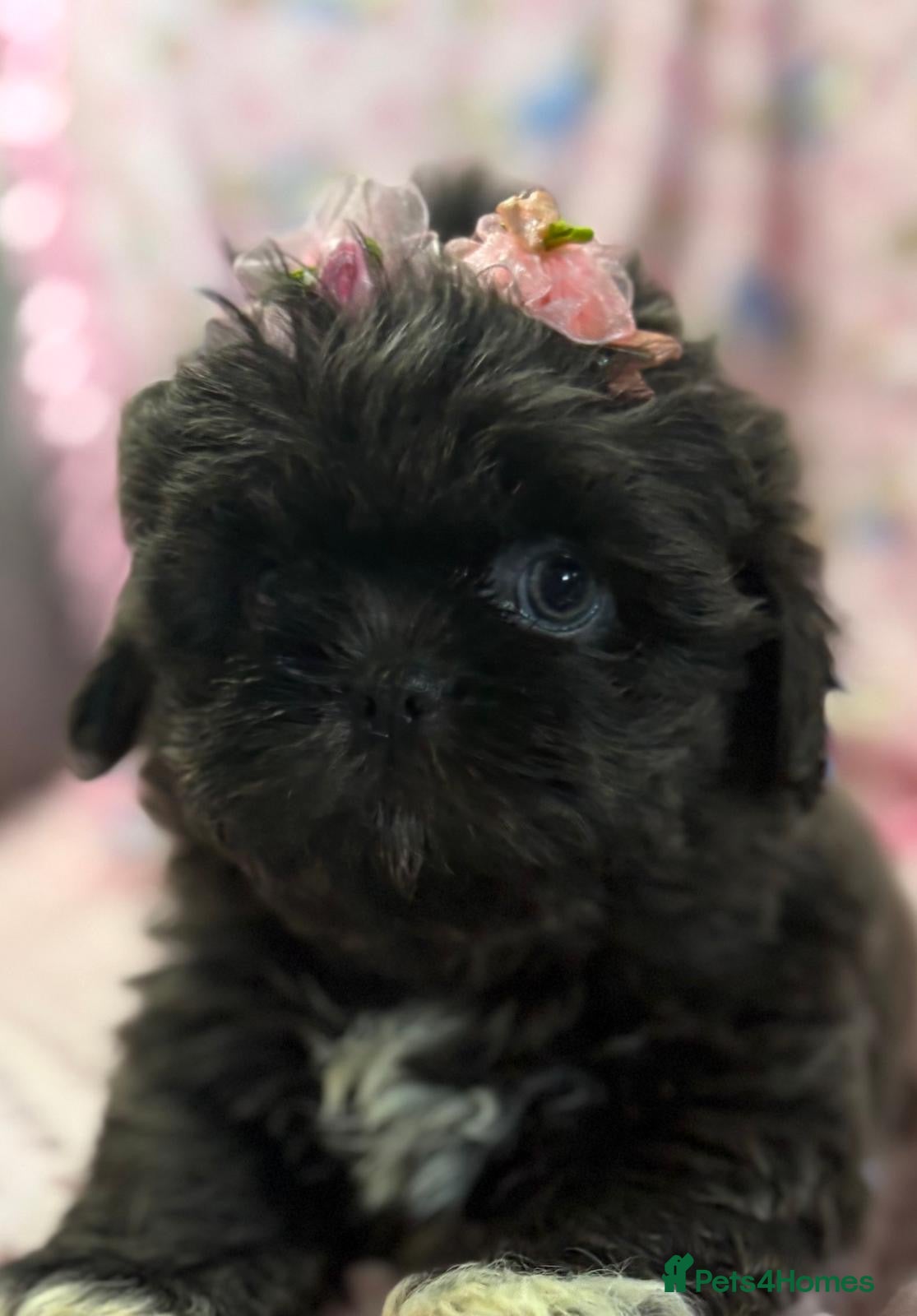 Shih Tzu dogs KC Health Tested Female - Keeper Originally  - Advert 12