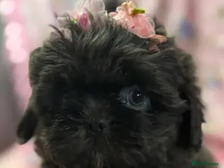 Shih Tzu dogs KC Health Tested Female - Keeper Originally - Advert 12