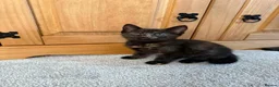 British Shorthair cats for sale: Female BSH kitten  in Neath - Advert 4