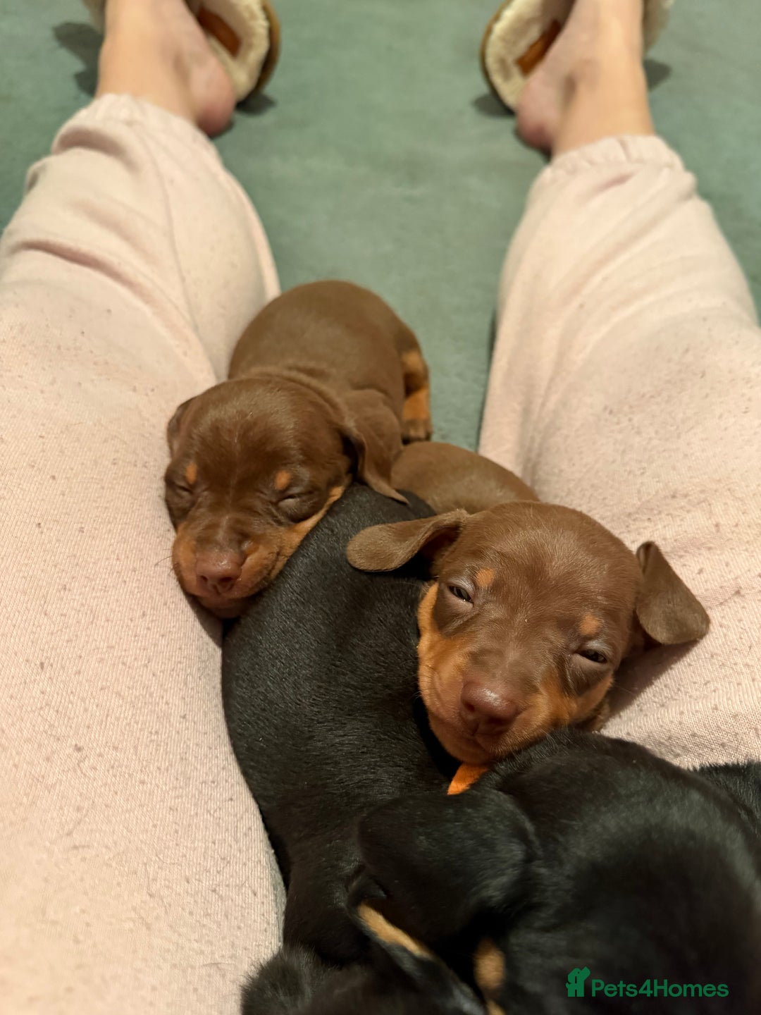 Miniature Dachshund dogs for sale: Beautiful miniatures for sale - ready 17th january - Advert 11