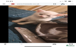 British Shorthair cats for sale: Two White British short hair kittens - Image 6