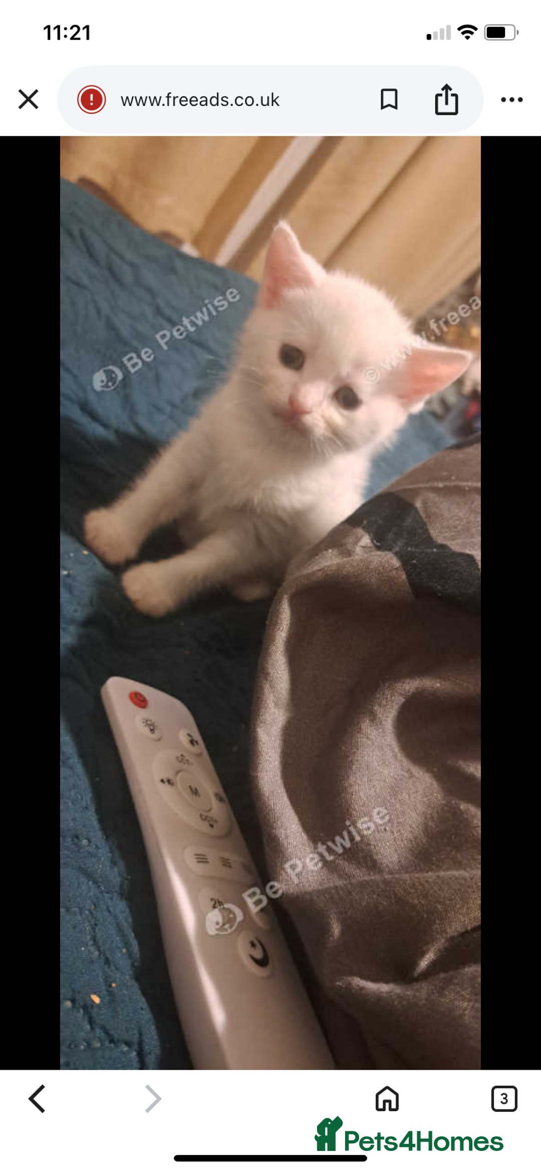 British Shorthair cats for sale: Two White British short hair kittens - Image 6