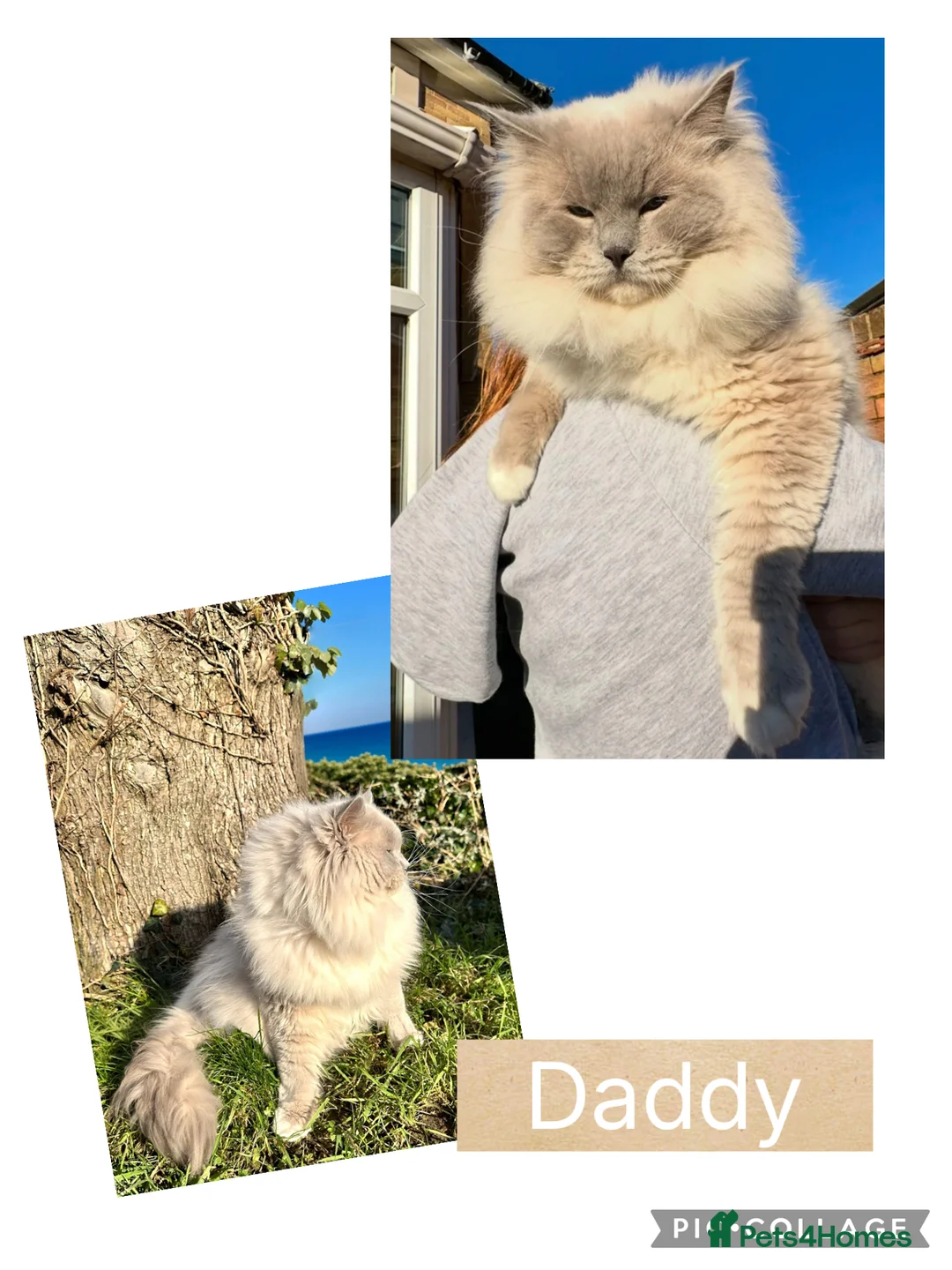 Ragdoll cats for sale: Four beautiful blue Ragdoll tabby point kittens - Advert 21
