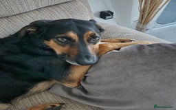 Huntaway dogs for sale: Arlo the Huntaway - Image 3