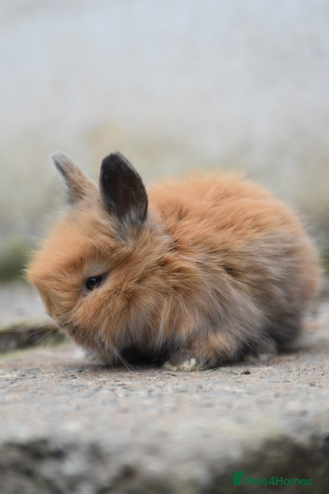 Angora rabbits for sale: French Imported Pedigree English Angoras - Image 17