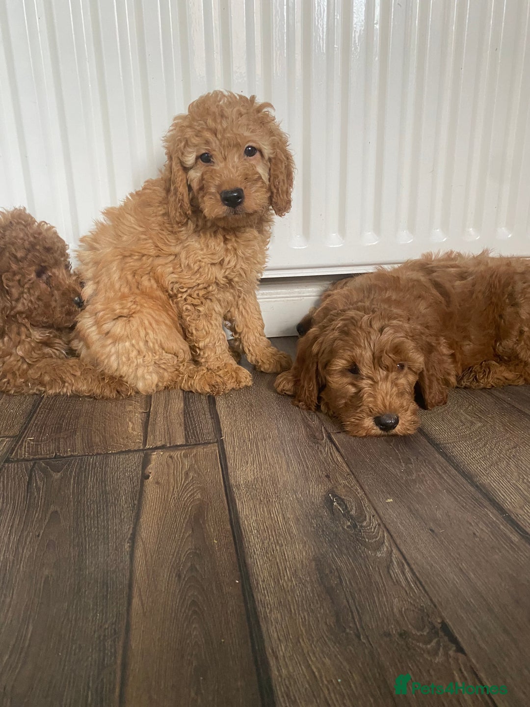 Cockapoo dogs for sale: Beautiful cockapoos - Image 4