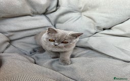British Shorthair cats for sale: Ready British Shorthair Chunky Kittens - Image 5