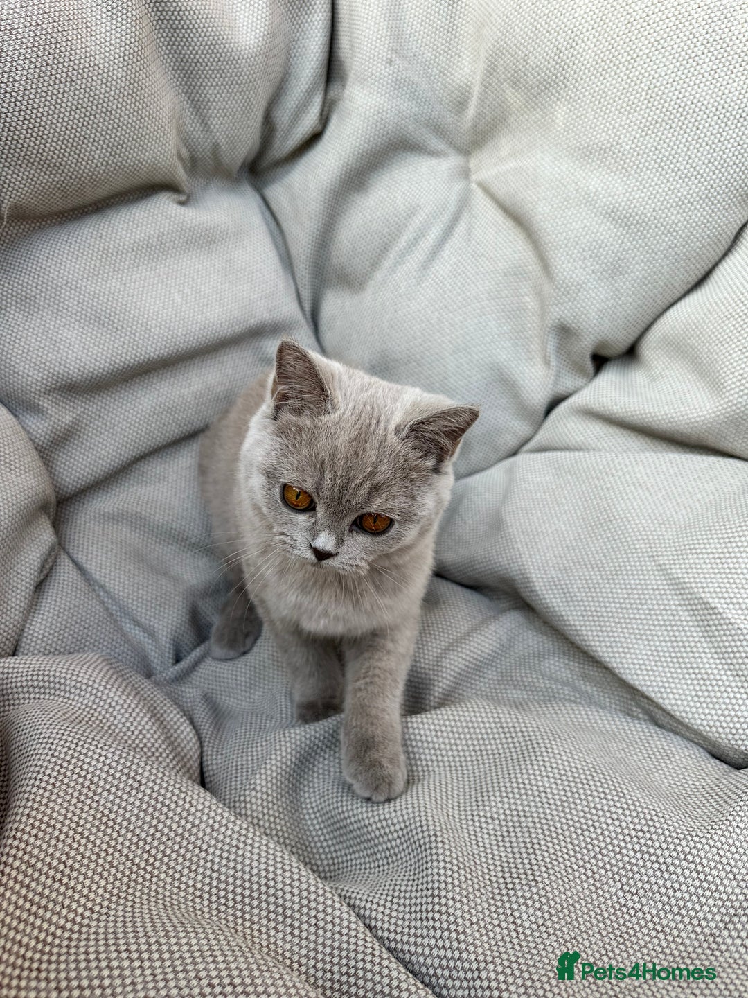 British Shorthair cats for sale: Ready British Shorthair Chunky Kittens - Image 5