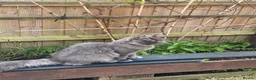 Maine Coon cats for sale: Maine Coon kittens - Advert 14