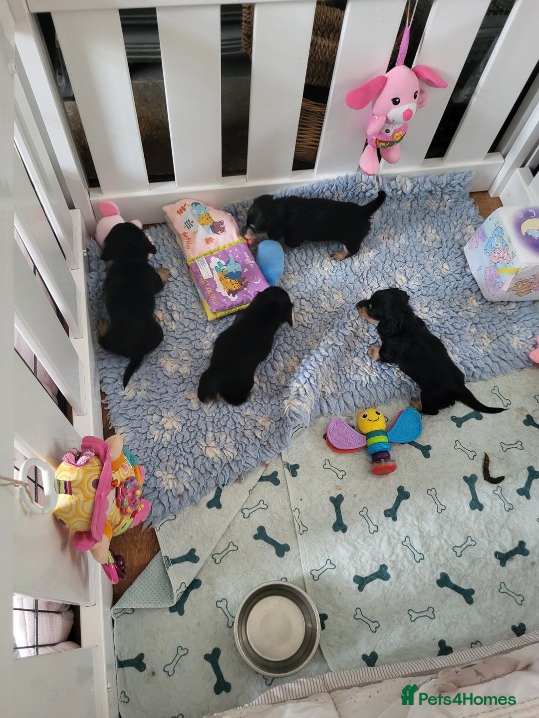 Miniature Dachshund dogs for sale: KC Black and Cream  long haired  - Image 10