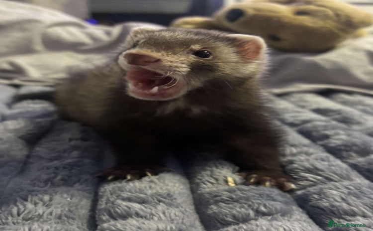 Ferret rodents - Advert 2