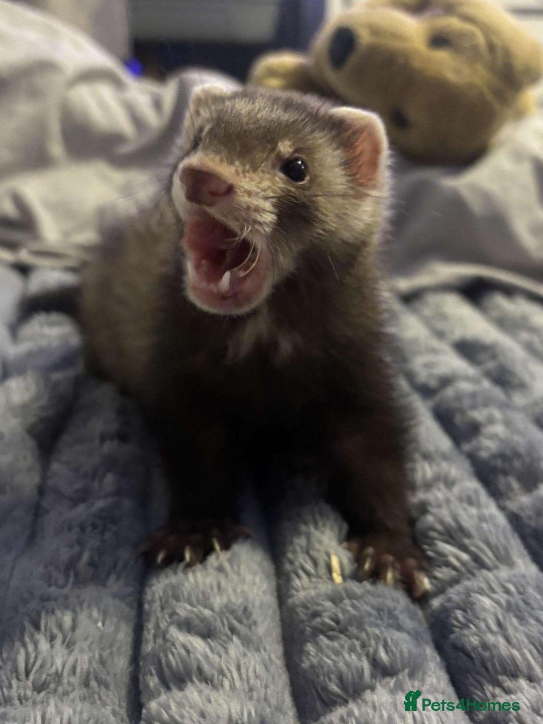 Ferret rodents for sale: Ferret  - Image 1