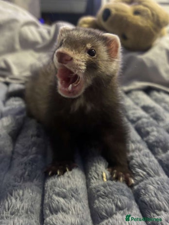Ferret rodents - Advert 2