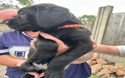 Cane Corso dogs for sale: Cane corso - Image 3
