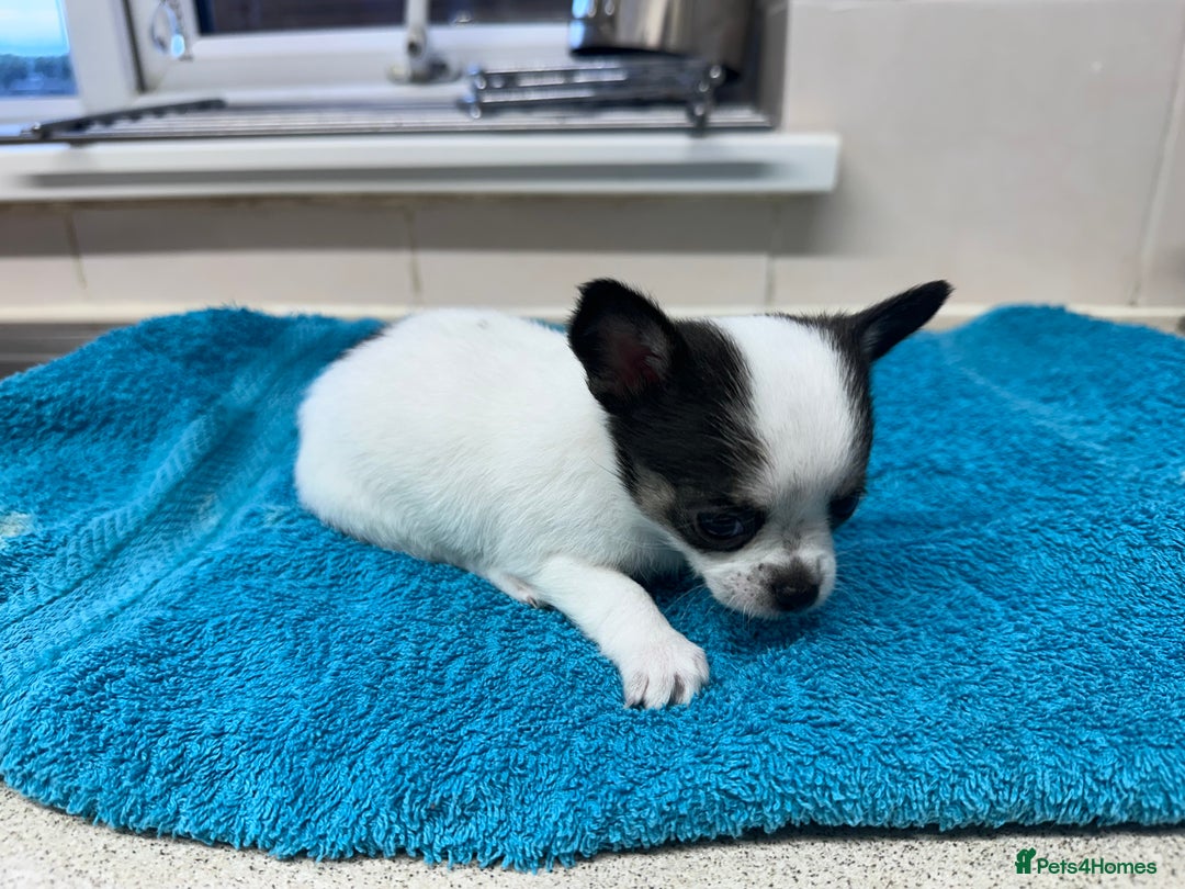 Chihuahua dogs for sale: Chihuahua  - Image 21