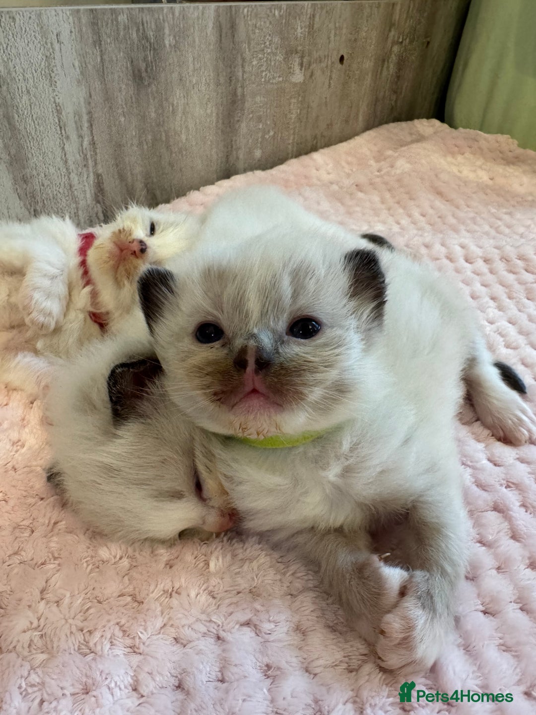 Ragdoll cats for sale: Beautiful Ragdoll Kittens  - Image 22