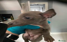 Italian Greyhound dogs for sale: X4 blue Italian greyhound dogs for sale  - Image 4