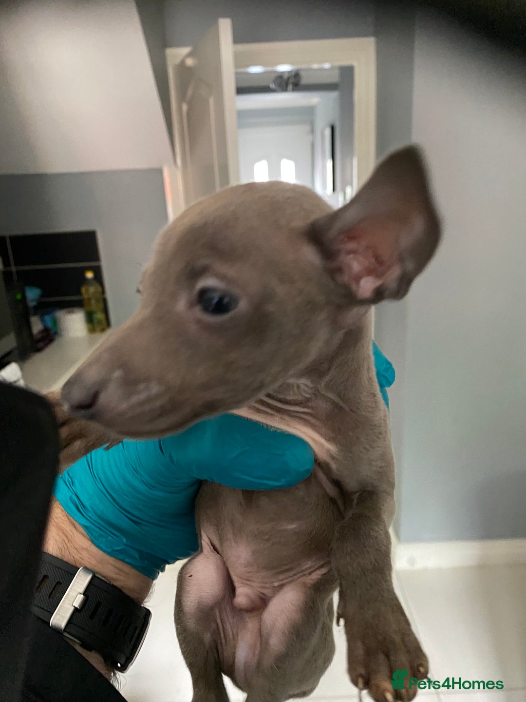 Italian Greyhound dogs for sale: X4 blue Italian greyhound dogs for sale  - Image 4