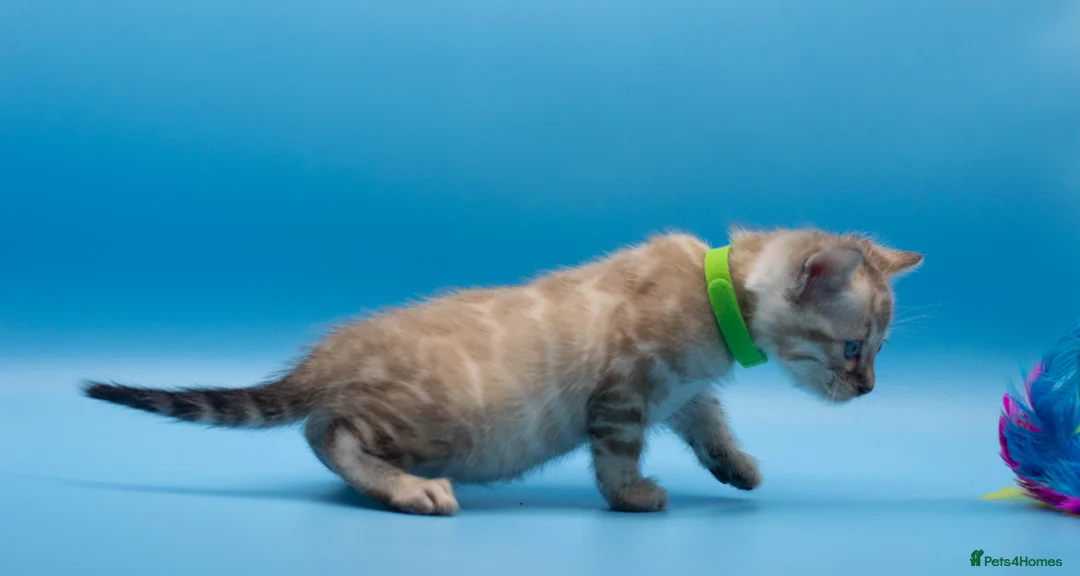 Bengal cats for sale: TICA Registered Bengal Kittens – Truly Magnificent - Advert 34