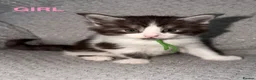 Maine Coon cats for sale: 🐾BEAUTIFUL MAINECOON KITTENS😻 3 BOYS & 2 GIRLS🐾 - Advert 30