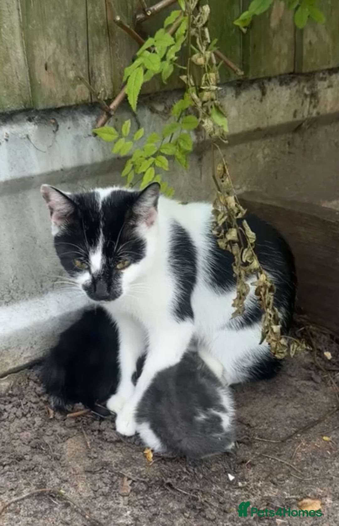 Mixed Breed cats for sale: Mixed breed kittens  - Image 25
