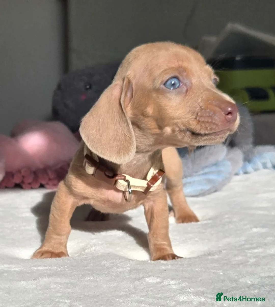 Miniature Dachshund dogs for sale: 🤎 Gorgeous Daxies_Mini Dachshunds 🤎 - Advert 2