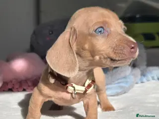 Miniature Dachshund dogs 🤎 Gorgeous Daxies_Mini Dachshunds 🤎 - Advert 4