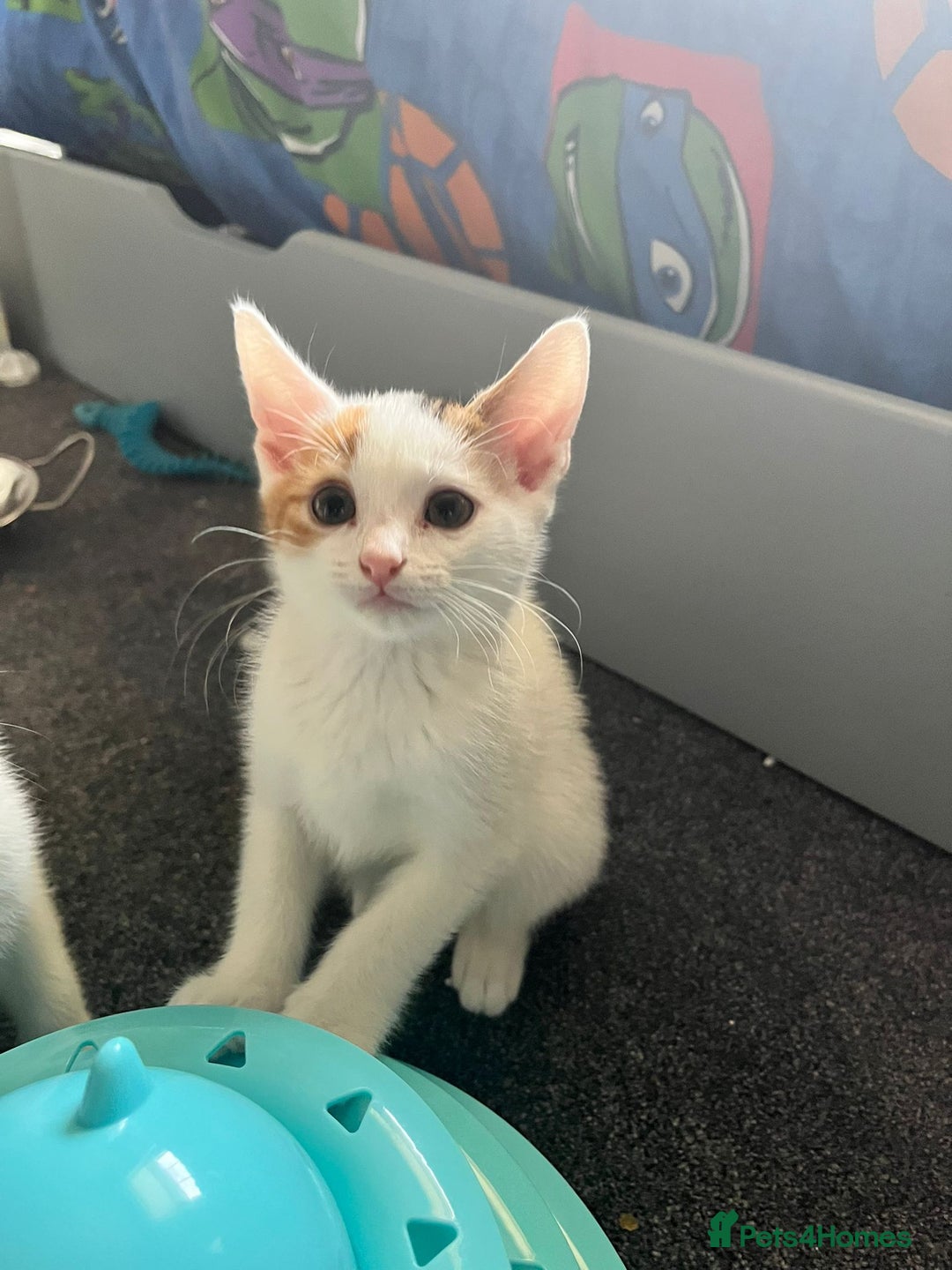 Mixed Breed cats for sale: Kittens for sale - Image 4