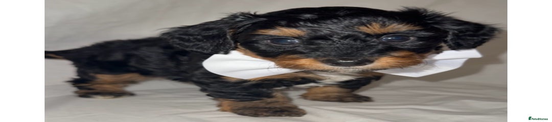 Dachshund Puppy 5