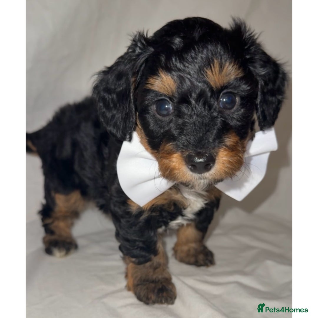 Dachshund dogs for sale: DOXIEPOO PUPPIES  - Image 8