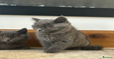 British Shorthair cats - Advert 9
