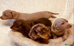 Miniature Dachshund dogs for sale: Miniature Dachshund puppies for sale  - Image 5