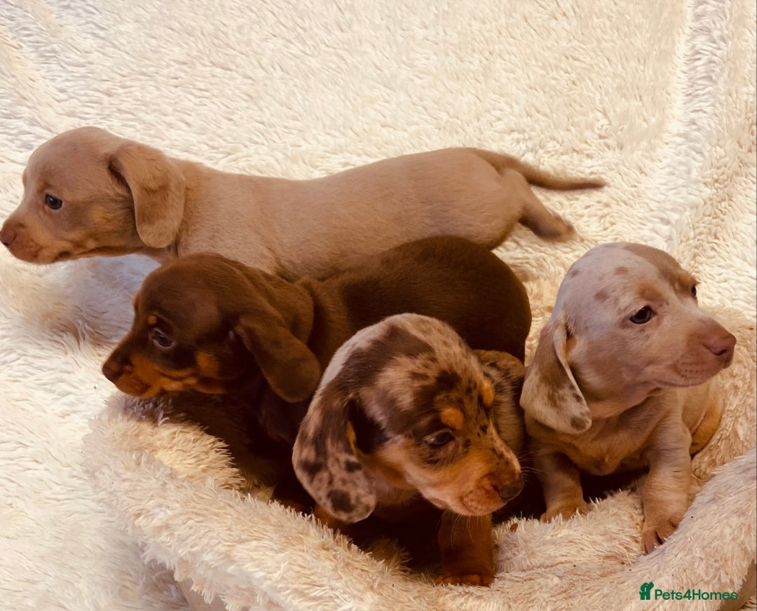 Miniature Dachshund dogs for sale: Miniature Dachshund puppies for sale  - Image 5