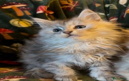 Maine Coon cats for sale: Maine Coon Kittens TICA  - Image 11