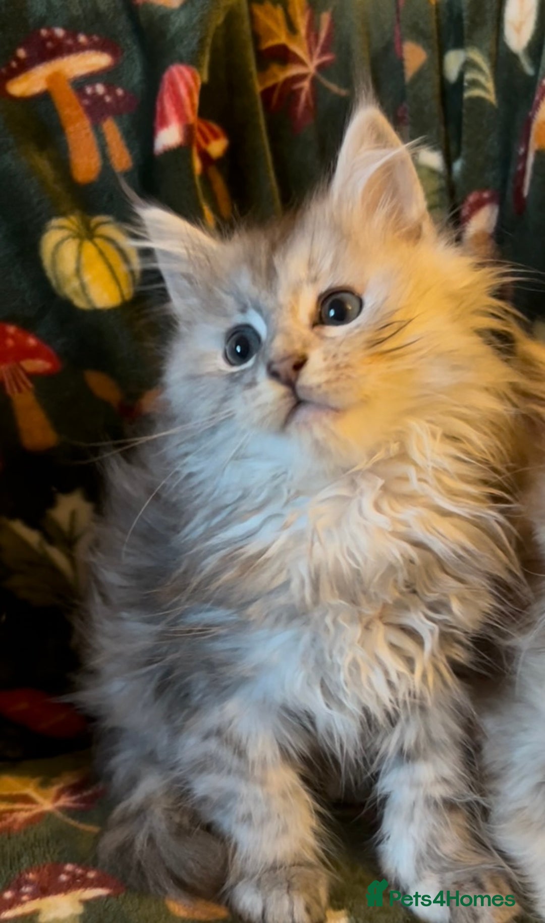 Maine Coon cats for sale: Maine Coon Kittens TICA  - Image 11