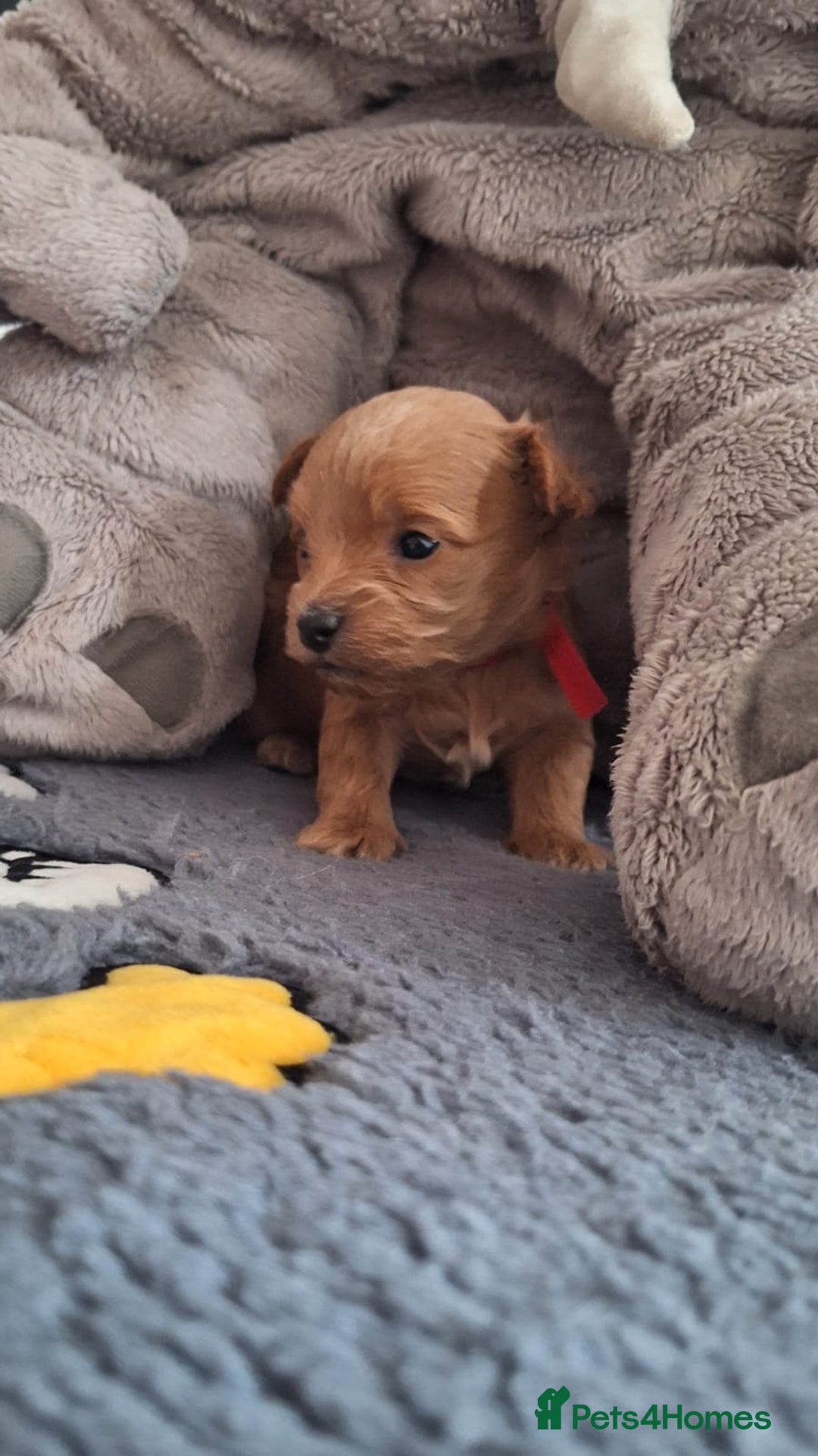 Chipoo dogs for sale: Asian chipoo  - Advert 16