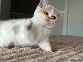 British Shorthair cats Tica reg Supreme Grand Ch and sired f kittens - Advert 3